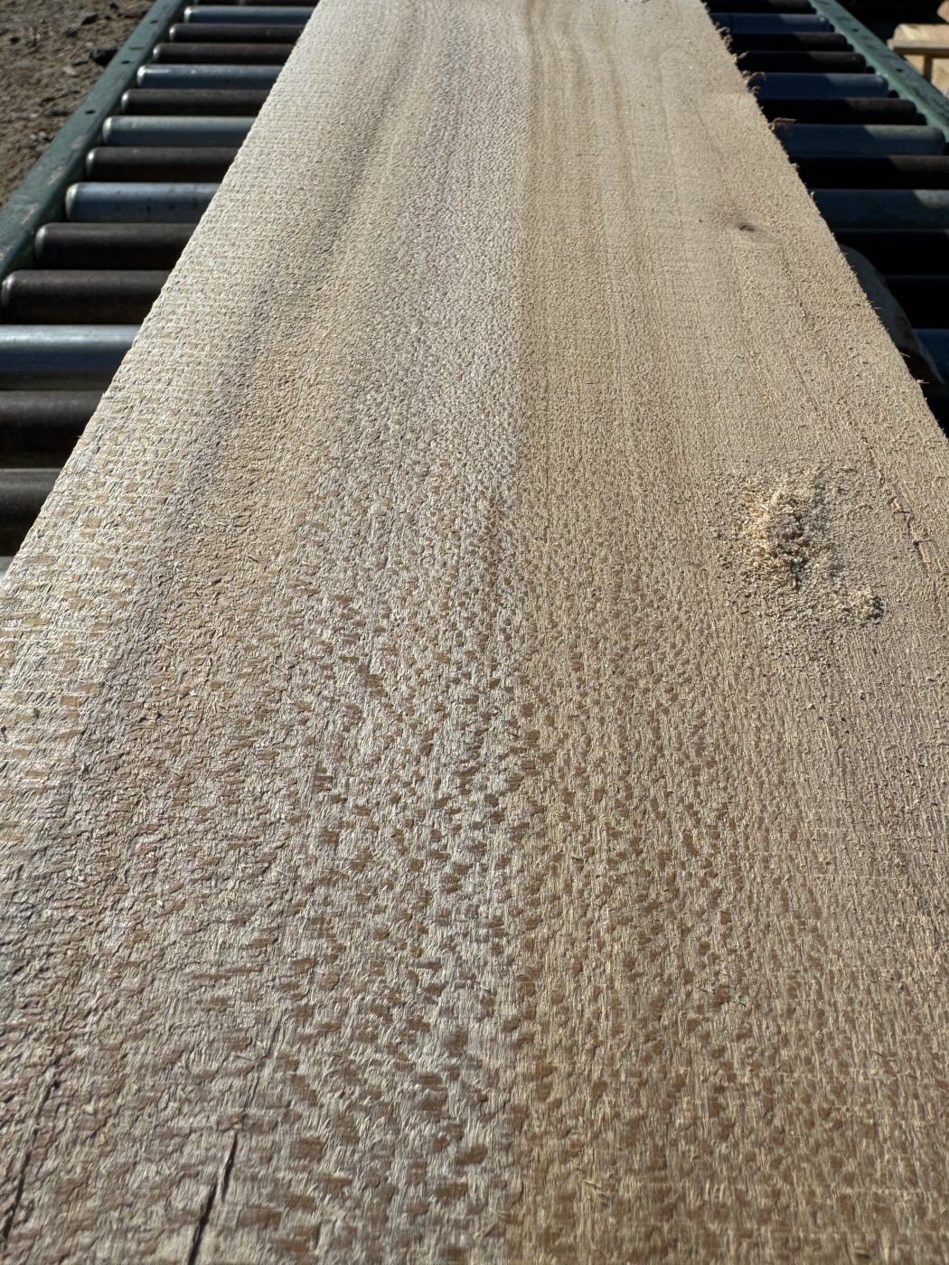Sycamore