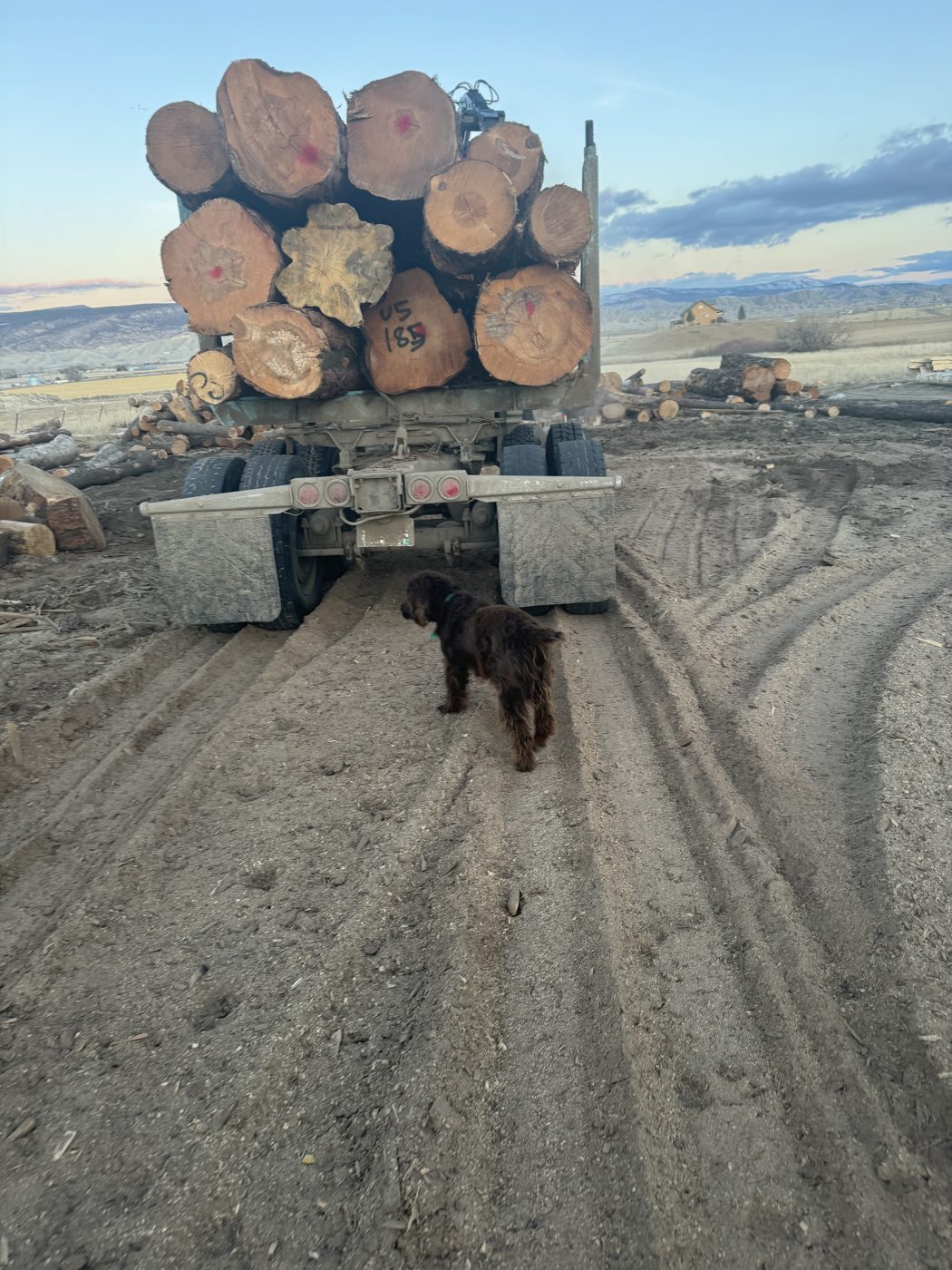 The log
